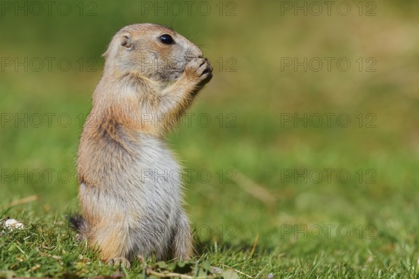 Black-tailed prairie dog (Cynomys ludovicianus), young animal sitting feeding in a meadow, captive, occurrence in North America