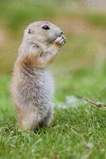 Black-tailed prairie dog (Cynomys ludovicianus), young animal stands feeding in a meadow, captive, occurrence in North America