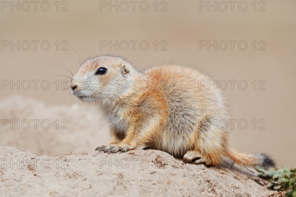 Black-tailed prairie dog (Cynomys ludovicianus), young animal at the den, captive, occurrence in North America