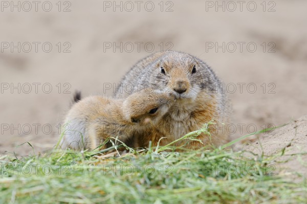 Black-tailed prairie dog (Cynomys ludovicianus) with young, captive, occurring in North America