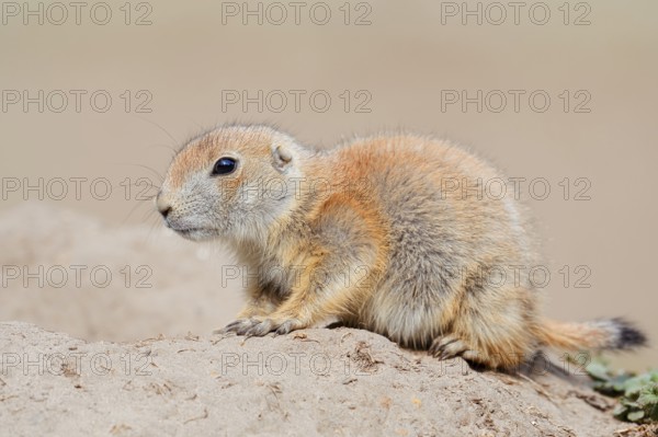 Black-tailed prairie dog (Cynomys ludovicianus), young animal at the den, captive, occurrence in North America