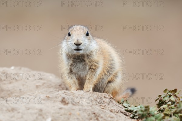 Black-tailed prairie dog (Cynomys ludovicianus), young animal at the den, captive, occurrence in North America
