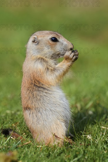 Black-tailed prairie dog (Cynomys ludovicianus), young animal sitting feeding in a meadow, captive, occurrence in North America