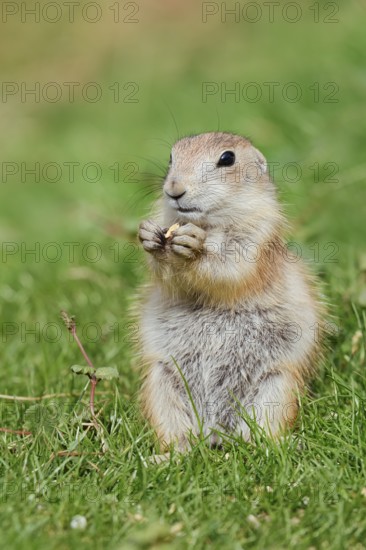Black-tailed prairie dog (Cynomys ludovicianus), young animal sitting feeding in a meadow, captive, occurrence in North America