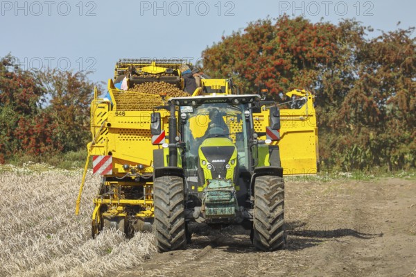 Agricultural harvesting of potatoes with ROPA Keiler 2 potato harvester in front of Claas Axion 830 tractor, Baltic Sea island of Fehmarn, East Holstein, Schleswig-Holstein, Germany