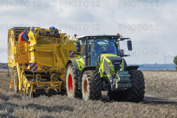 Agricultural harvesting of potatoes with ROPA Keiler 2 potato harvester in front of Claas Axion 830 tractor, Baltic Sea island of Fehmarn, East Holstein, Schleswig-Holstein, Germany