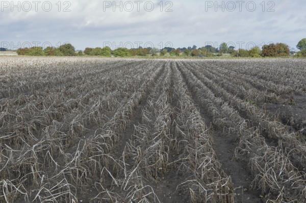 Potato field, potato harvest, potato, field, agriculture, farmer, farm, field, Baltic Sea island Fehmarn, East Holstein, Schleswig-Holstein, Germany