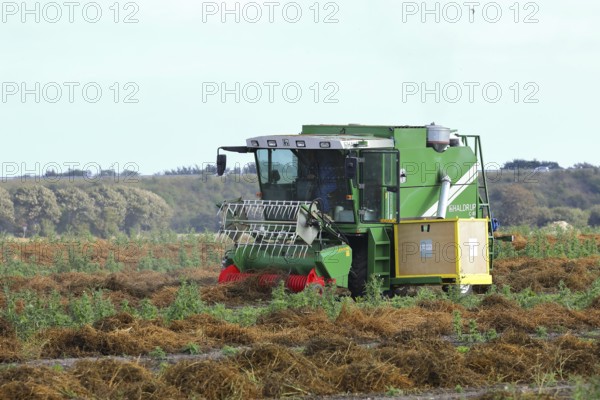 Sugar beet seed harvester, breeding, seed, field, plant breeding, Baltic Sea island Fehmarn, East Holstein, Schleswig-Holstein, Germany