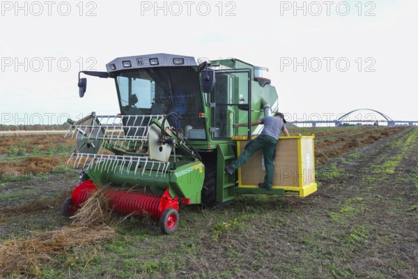 Sugar beet seed harvester, breeding, seed, field, plant breeding, Baltic Sea island Fehmarn, East Holstein, Schleswig-Holstein, Germany