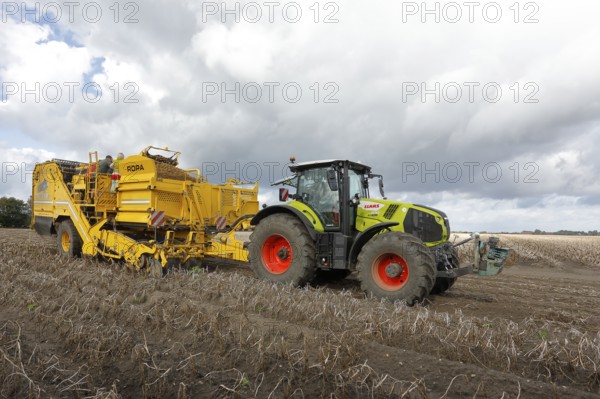 Agricultural harvesting of potatoes with ROPA Keiler 2 potato harvester in front of Claas Axion 830 tractor, Baltic Sea island of Fehmarn, East Holstein, Schleswig-Holstein, Germany
