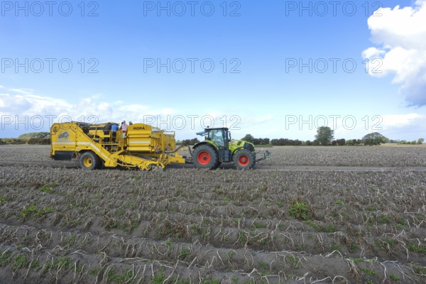 Agricultural harvesting of potatoes with ROPA Keiler 2 potato harvester in front of Claas Axion 830 tractor, Baltic Sea island of Fehmarn, East Holstein, Schleswig-Holstein, Germany
