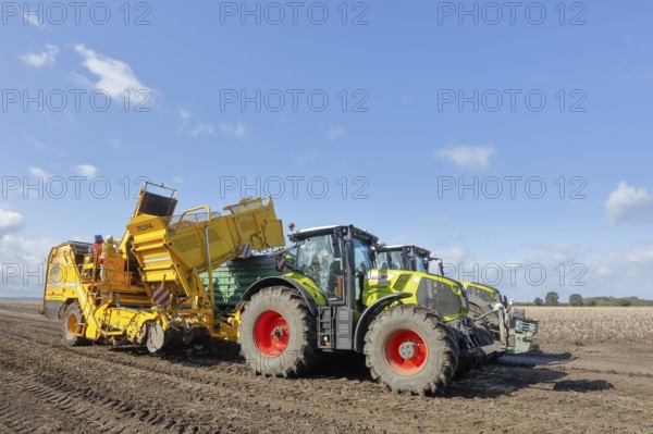 Agricultural harvesting of potatoes with ROPA Keiler 2 potato harvester in front of Claas Axion 830 tractor, Baltic Sea island of Fehmarn, East Holstein, Schleswig-Holstein, Germany