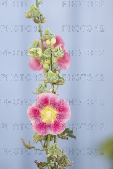 Close-up of a pink-yellow hollyhock (Alcea rosea) against a grey-blue background, Fjällbacka, Bohuslän, western Sweden, Sweden