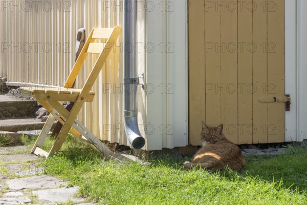 Yellow chair in front of a yellow and white shed with a cat lying in front of it, Fjällbacka, Bohuslän, West Sweden, Sweden