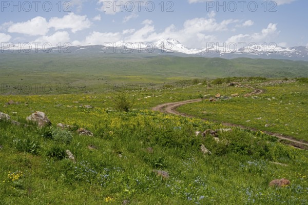 Green landscape with snow-capped mountains in the background and a winding path in the foreground, view from the Monument of the Holy Cross to Aragaz, Aparan, Aragazotn Province, Armenia