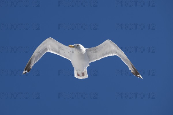 Seagull with spread wings in flight in front of a blue sky, Warnemünde, Rostock, Mecklenburg-Vorpommern, Germany