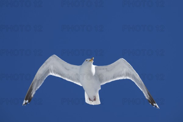 Seagull with spread wings in flight in front of a blue sky, Warnemünde, Rostock, Mecklenburg-Vorpommern, Germany