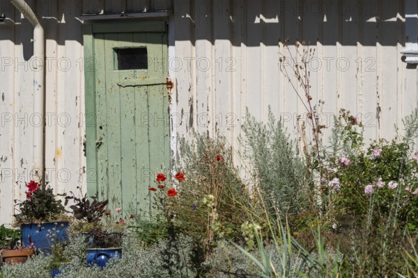Green wooden door of a weathered house surrounded by a flowering garden, Fjällbacka, Bohuslän, West Sweden, Sweden