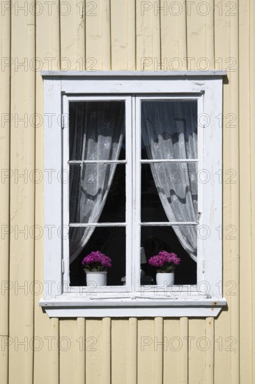 Light yellow wooden house with white window, white curtains and two flower pots, Fjällbacka, Bohuslän, West Sweden, Sweden