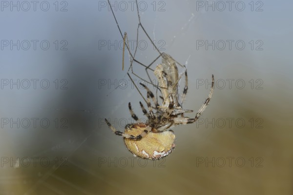 Four-spotted cross spider (Araneus quadratus), female with prey in web, North Rhine-Westphalia, Germany
