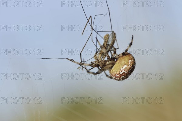 Four-spotted cross spider (Araneus quadratus), female with prey in web, North Rhine-Westphalia, Germany