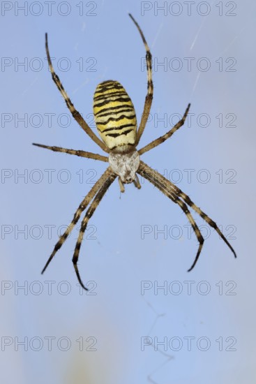 Wasp spider (Argiope bruennichi), female in web, North Rhine-Westphalia, Germany