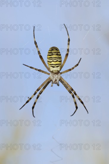 Wasp spider (Argiope bruennichi), female in web, North Rhine-Westphalia, Germany
