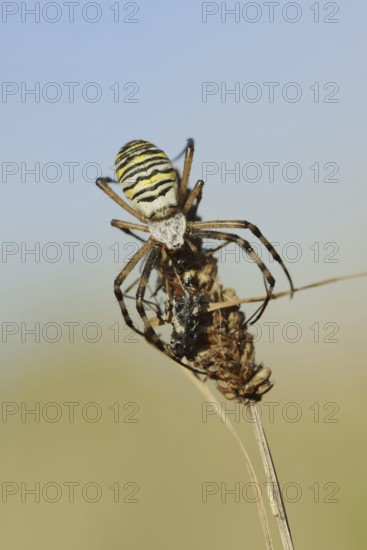 Wasp spider (Argiope bruennichi), female with prey, North Rhine-Westphalia, Germany
