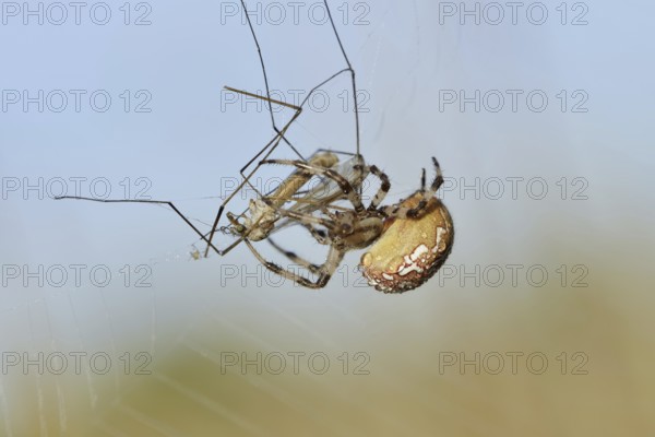 Four-spotted cross spider (Araneus quadratus), female with prey in web, North Rhine-Westphalia, Germany