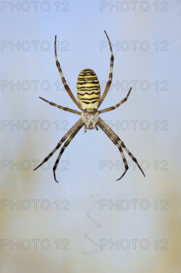 Wasp spider (Argiope bruennichi), female in web, North Rhine-Westphalia, Germany