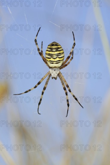 Wasp spider (Argiope bruennichi), female in web, North Rhine-Westphalia, Germany