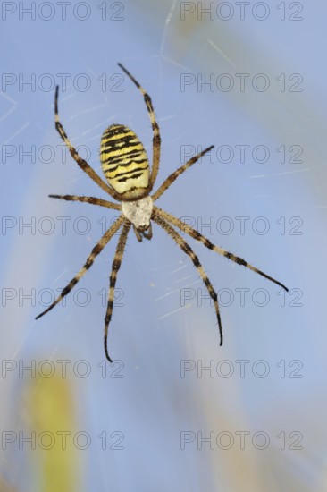 Wasp spider (Argiope bruennichi), female in web, North Rhine-Westphalia, Germany