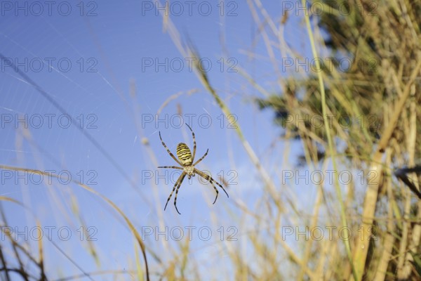Wasp spider (Argiope bruennichi), female in web, North Rhine-Westphalia, Germany