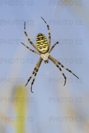 Wasp spider (Argiope bruennichi), female in web, North Rhine-Westphalia, Germany