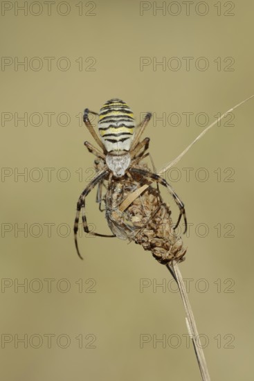 Wasp spider (Argiope bruennichi), female with prey, North Rhine-Westphalia, Germany