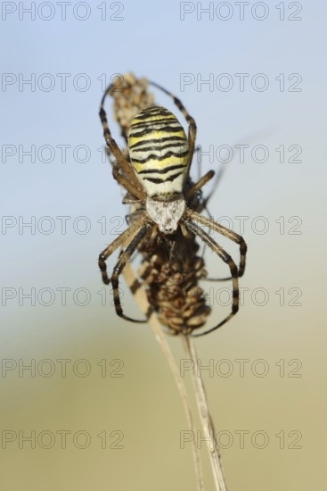 Wasp spider (Argiope bruennichi), female with prey, North Rhine-Westphalia, Germany