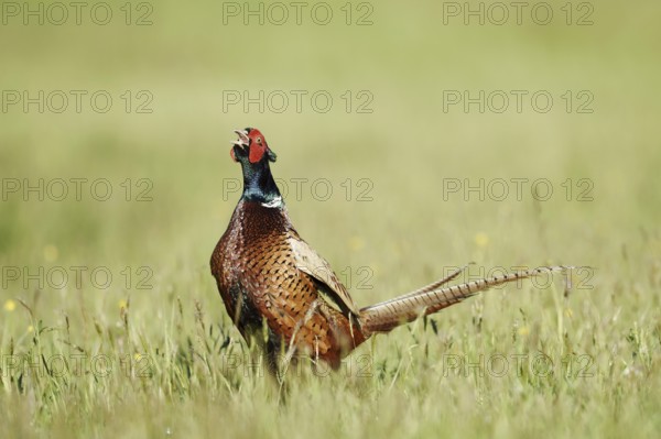Hunting pheasant (Phasianus colchicus), cock stands calling in a meadow, North Rhine-Westphalia, Germany