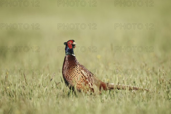 Hunting pheasant (Phasianus colchicus), cock standing in a meadow, North Rhine-Westphalia, Germany