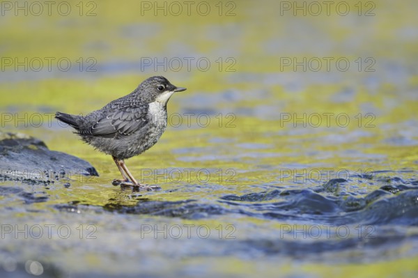 White-throated Dipper (Cinclus cinclus), young bird standing on a stone in the water, North Rhine-Westphalia, Germany
