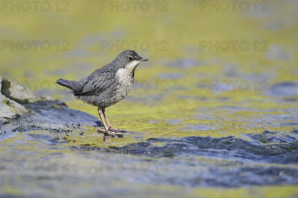 White-throated Dipper (Cinclus cinclus), young bird standing on a stone in the water, North Rhine-Westphalia, Germany