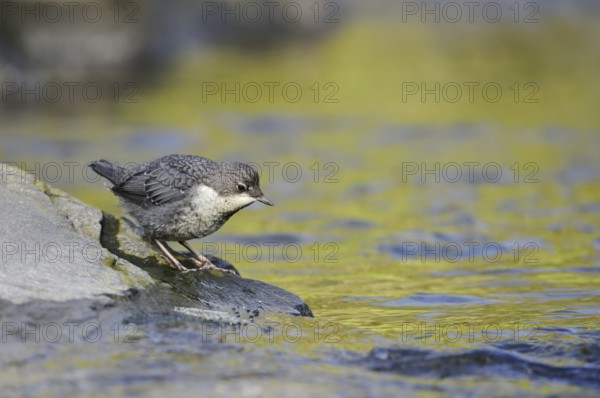 White-throated Dipper (Cinclus cinclus), young bird standing on a stone in the water, North Rhine-Westphalia, Germany
