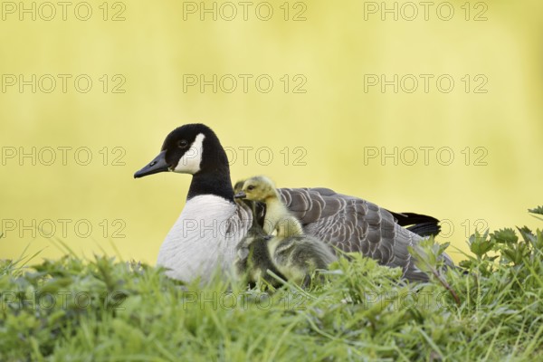 Canada goose (Branta canadensis) with chicks, North Rhine-Westphalia, Germany