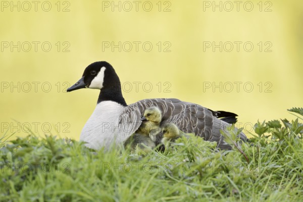 Canada goose (Branta canadensis) with chicks, North Rhine-Westphalia, Germany