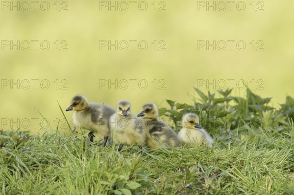 Canada goose (Branta canadensis), chick, North Rhine-Westphalia, Germany
