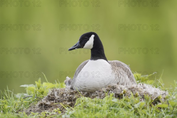 Canada goose (Branta canadensis) sitting brooding on the nest, North Rhine-Westphalia, Germany