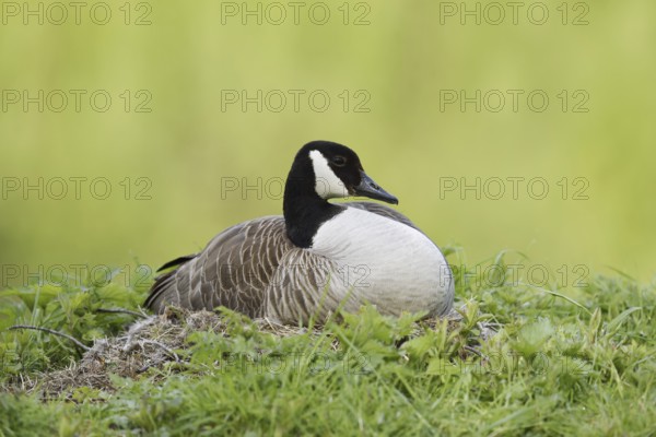 Canada goose (Branta canadensis) sitting brooding on the nest, North Rhine-Westphalia, Germany