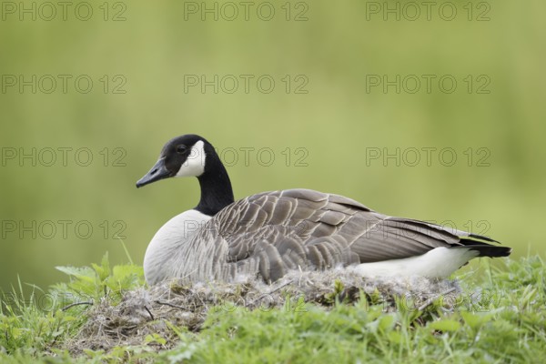 Canada goose (Branta canadensis) sitting brooding on the nest, North Rhine-Westphalia, Germany