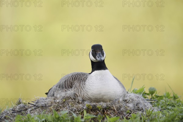 Canada goose (Branta canadensis) sitting brooding on the nest, North Rhine-Westphalia, Germany
