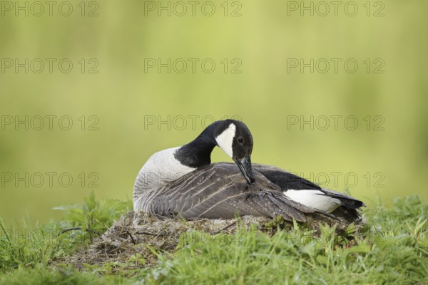 Canada goose (Branta canadensis) sitting brooding on the nest, North Rhine-Westphalia, Germany