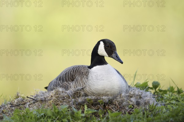 Canada goose (Branta canadensis) sitting brooding on the nest, North Rhine-Westphalia, Germany